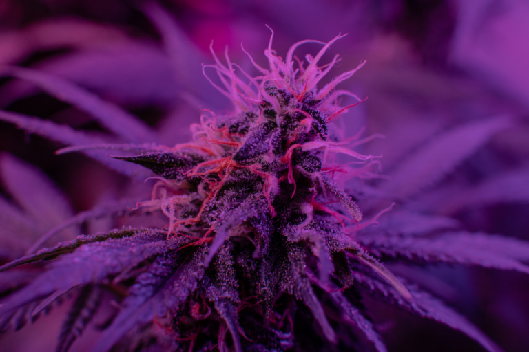 Close-up of a cannabis plant under purple grow lights, showcasing vibrant trichomes and pistils. Ideal for educational content about cannabis strains, cultivation, and effects.